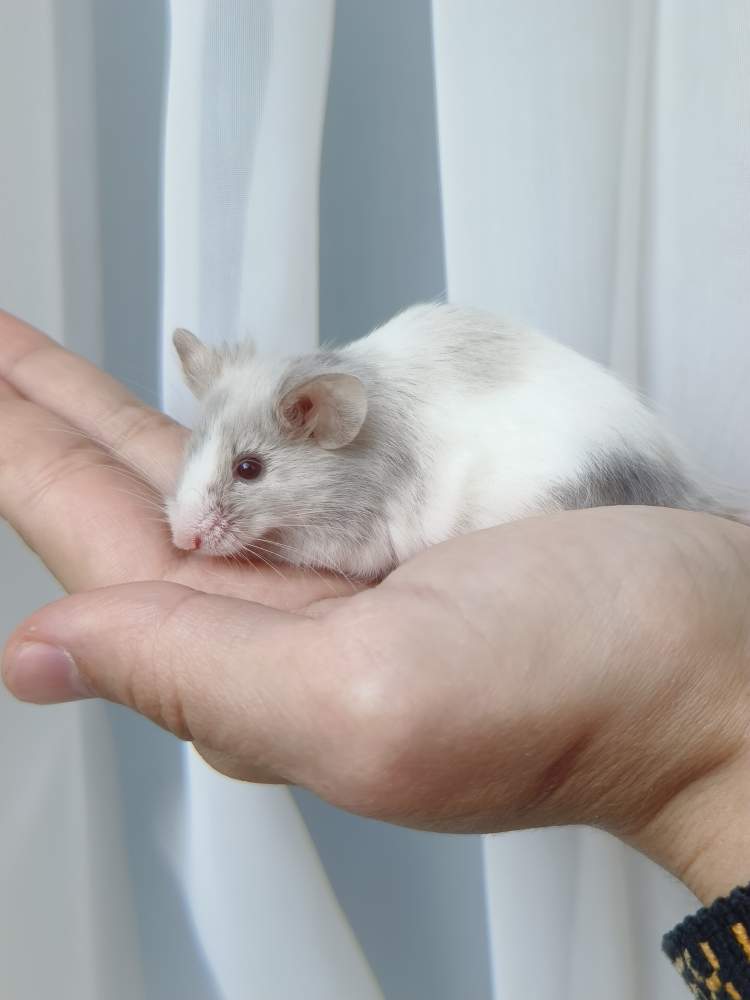 Fancy mouse Breeder Mus musculus 