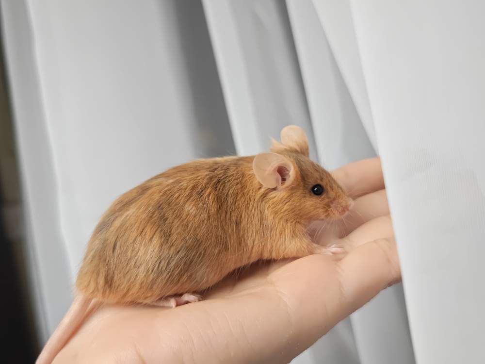 Fancy mouse Breeder Mus musculus 