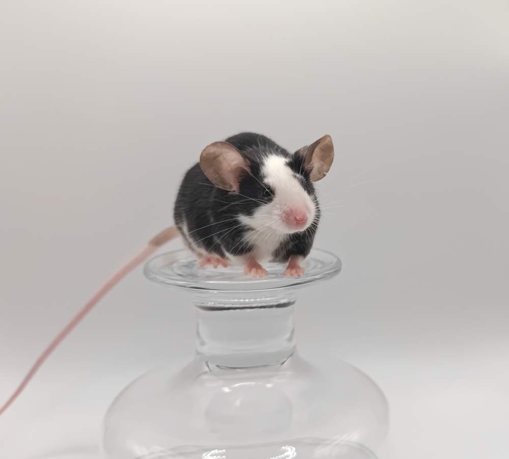 Fancy mouse Breeder Mus musculus 