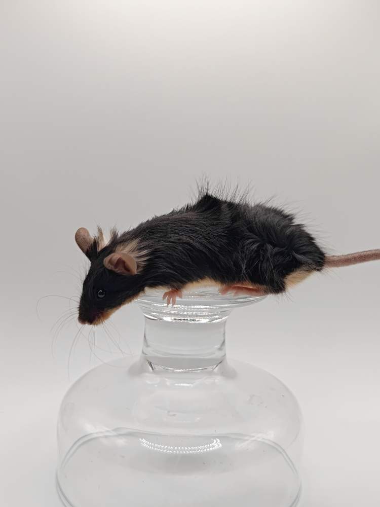Fancy mouse Breeder Mus musculus 