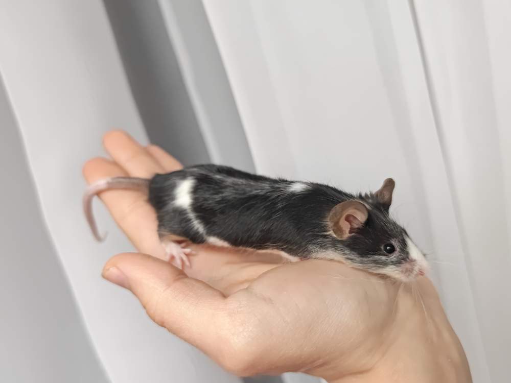 Fancy mouse Breeder Mus musculus 