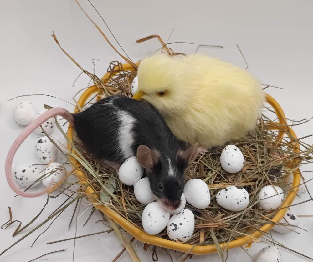 Fancy mouse Breeder Mus musculus 
