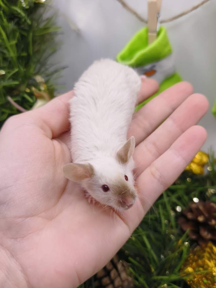 Fancy mouse Breeder Mus musculus 