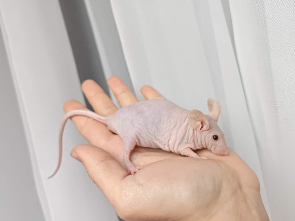 Fancy mouse Breeder Mus musculus 