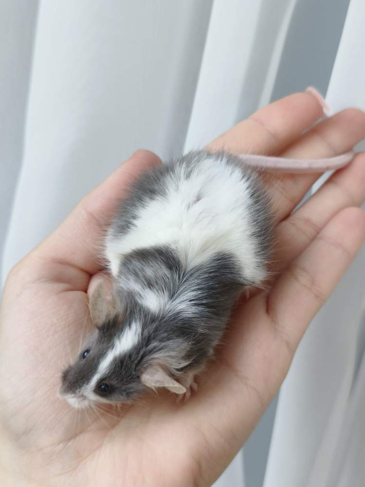 Fancy mouse Breeder Mus musculus 