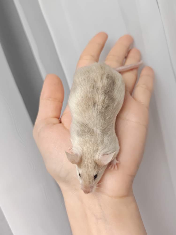 Fancy mouse Breeder Mus musculus 