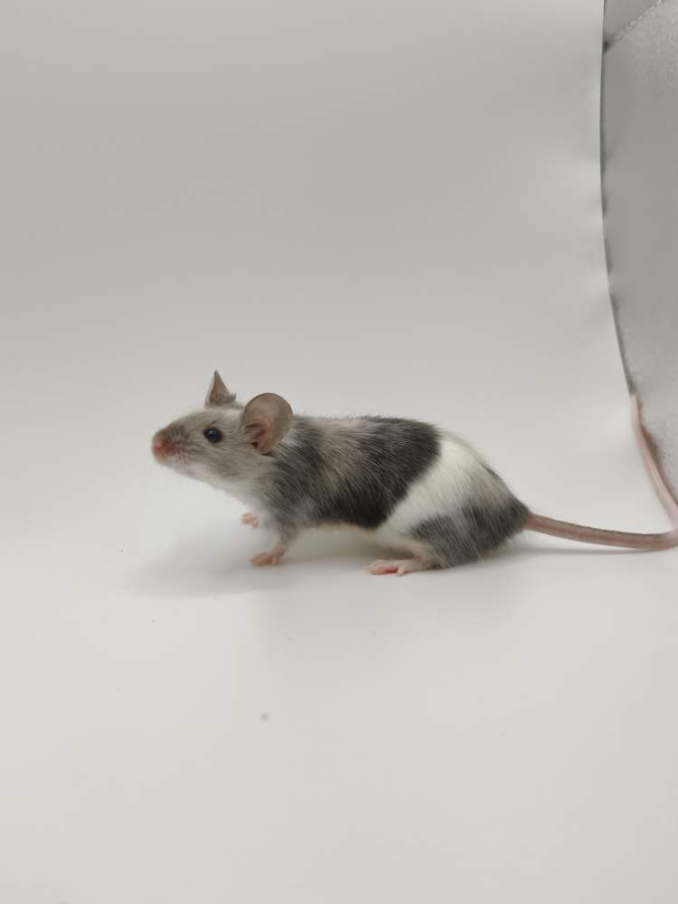Fancy mouse Breeder Mus musculus 