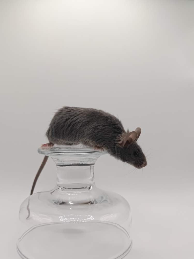 Fancy mouse Breeder Mus musculus 