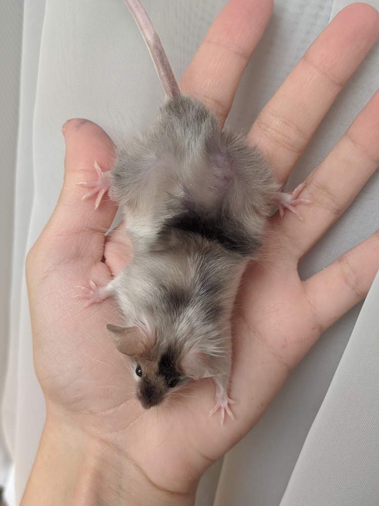 Fancy mouse Breeder Mus musculus 