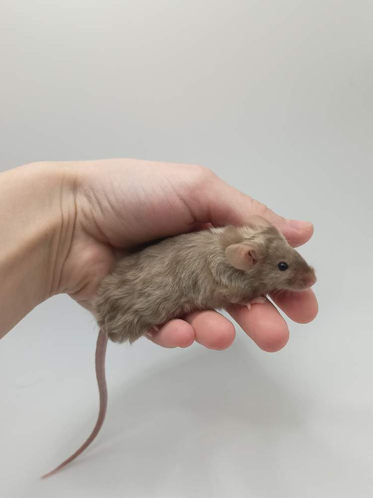 Fancy mouse Breeder Mus musculus 