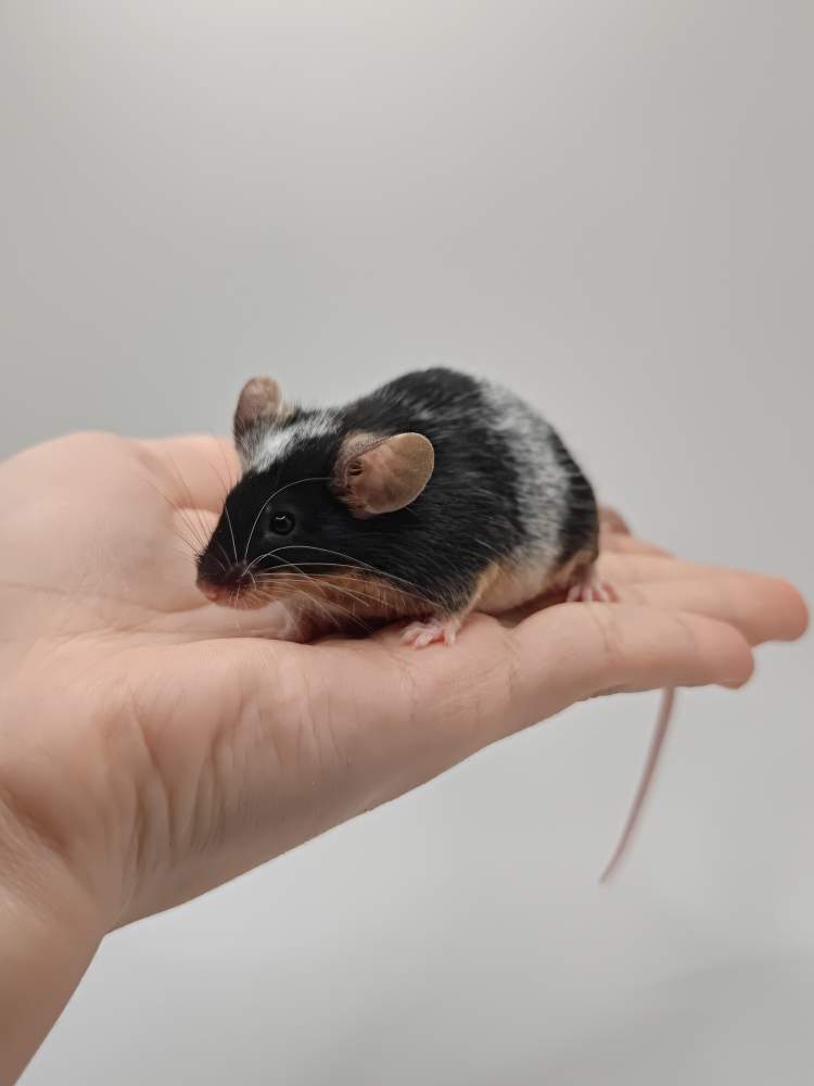 Fancy mouse Breeder Mus musculus 