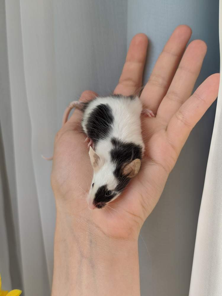 Fancy mouse Breeder Mus musculus 