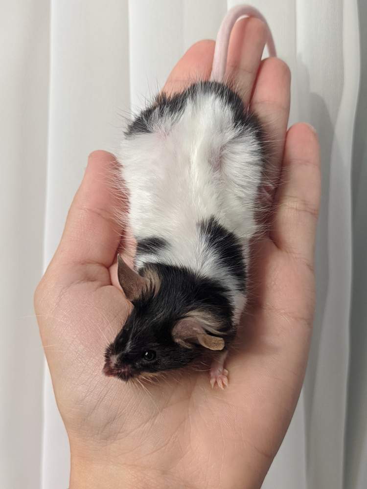 Fancy mouse Breeder Mus musculus 