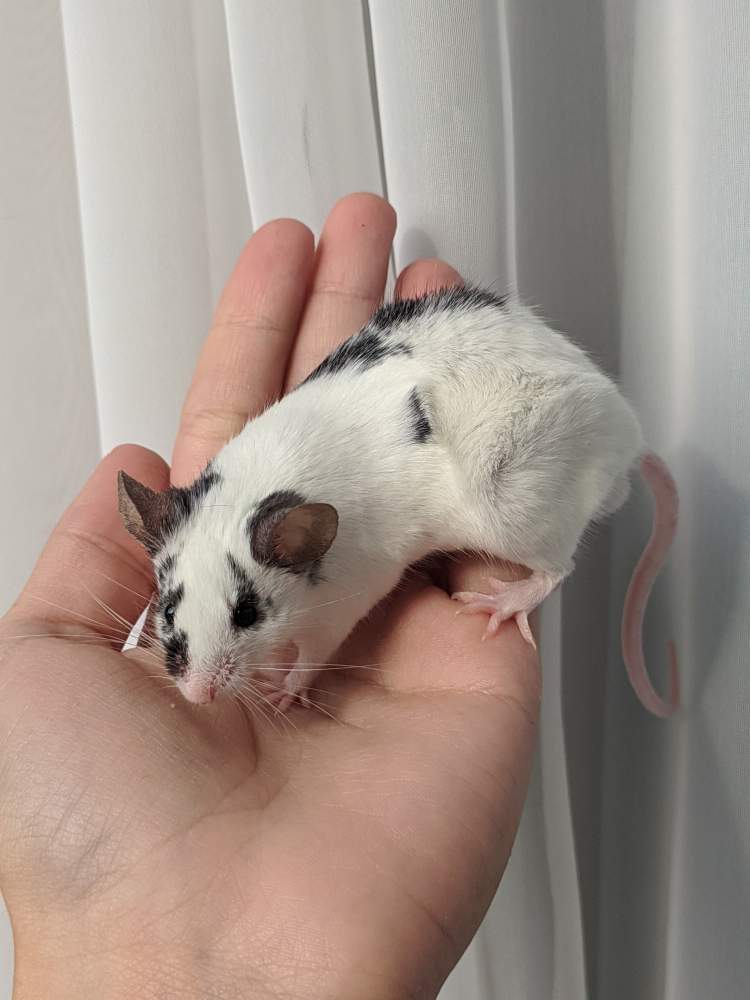 Fancy mouse Breeder Mus musculus 