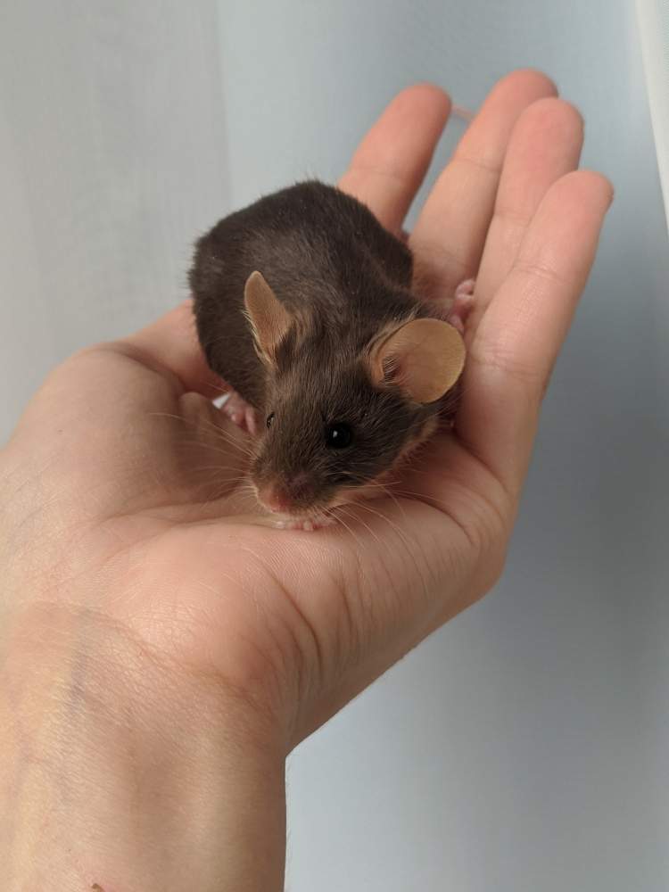 Fancy mouse Breeder Mus musculus 