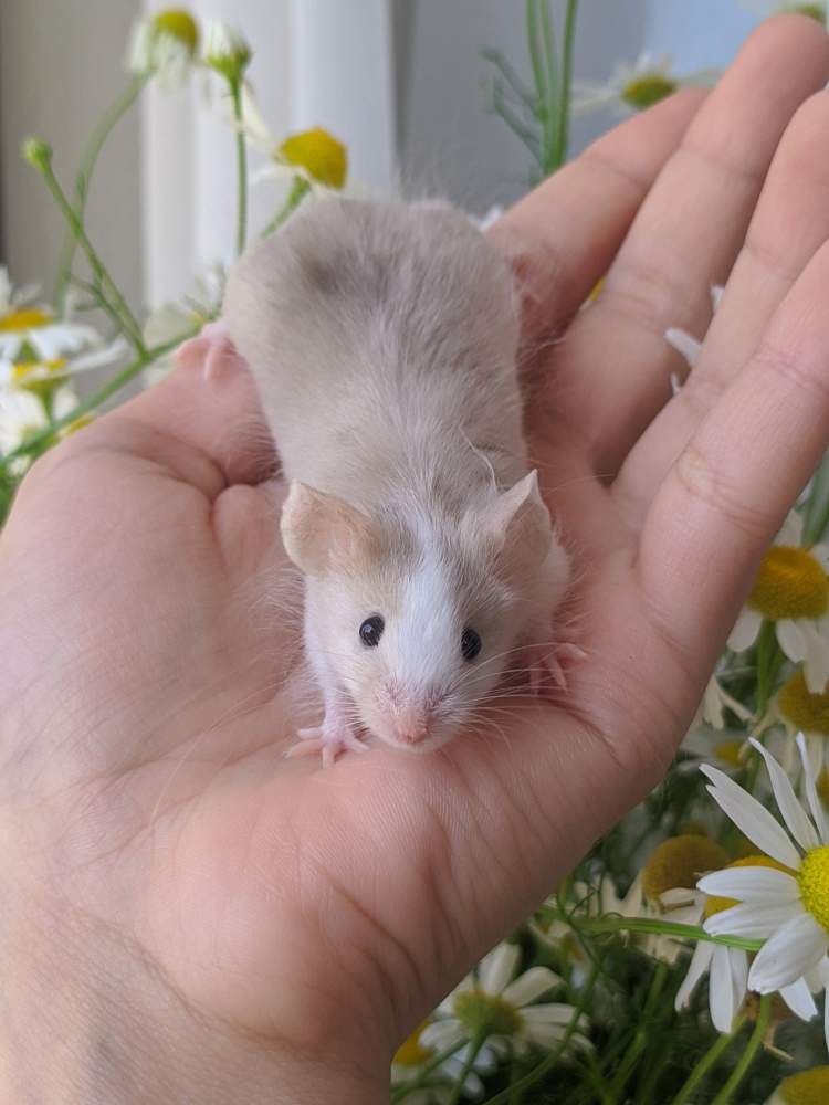 Fancy mouse Breeder Mus musculus 