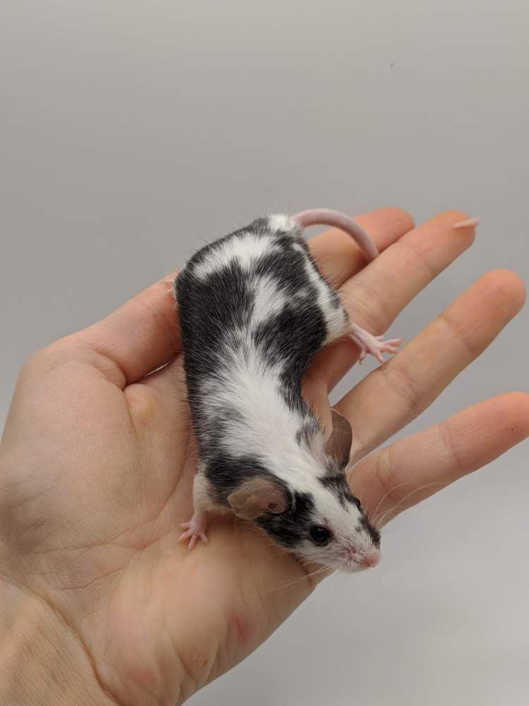 Fancy mouse Breeder Mus musculus 