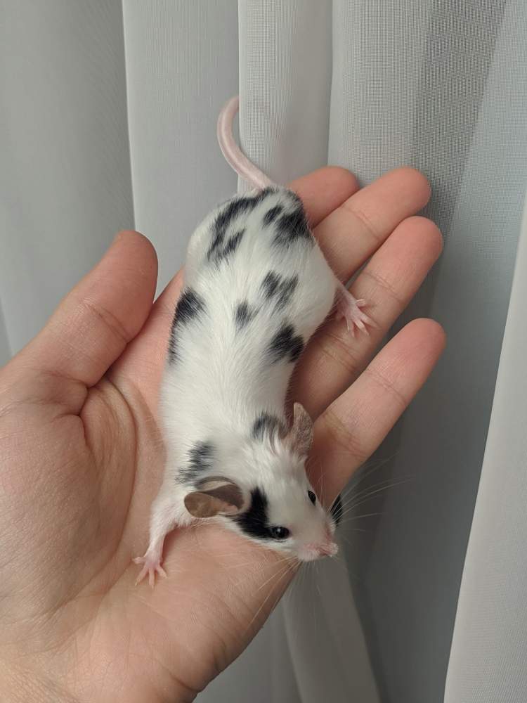Fancy mouse Breeder Mus musculus 