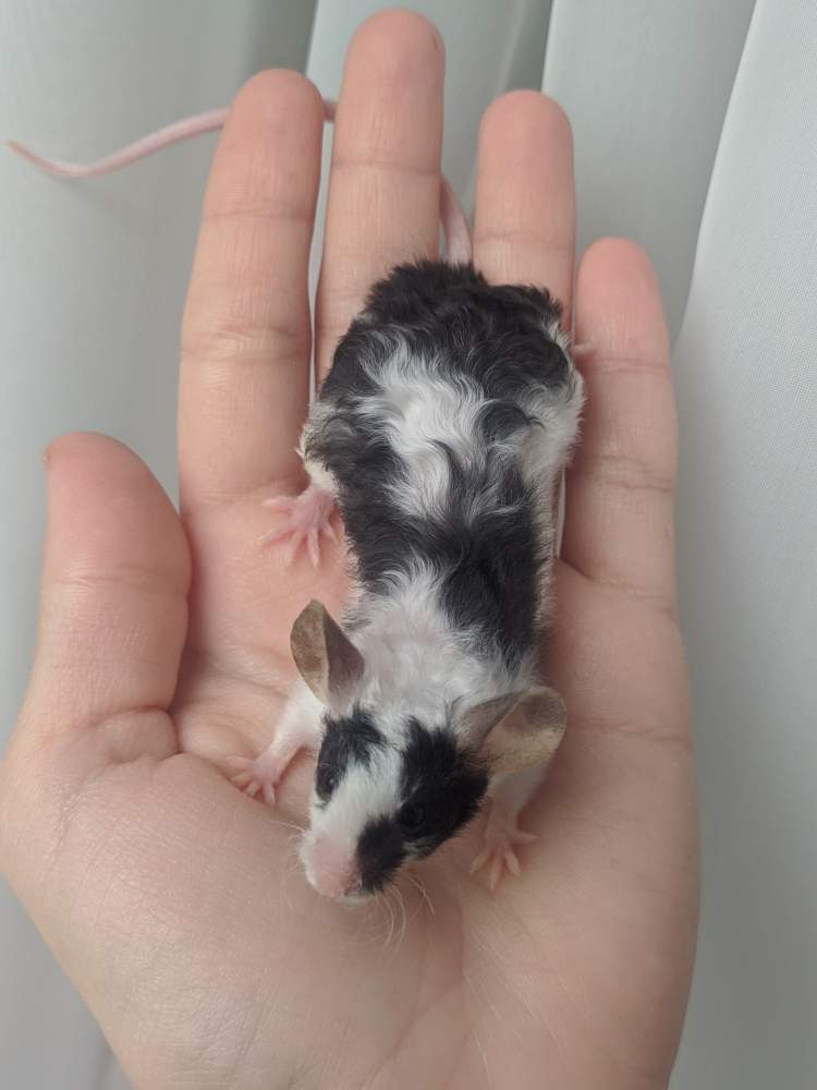 Fancy mouse Breeder Mus musculus 