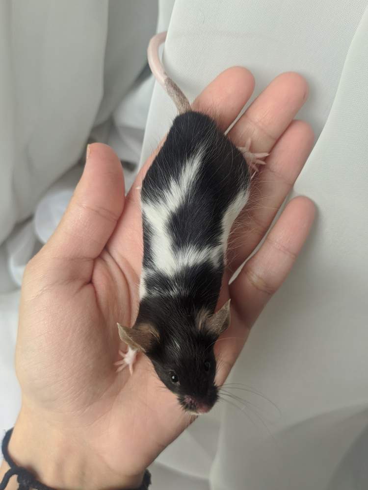 Fancy mouse Breeder Mus musculus 