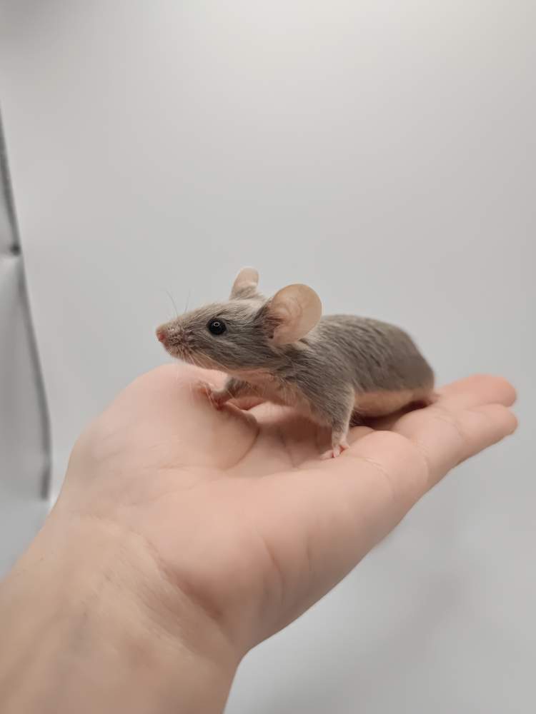 Fancy mouse Breeder Mus musculus 