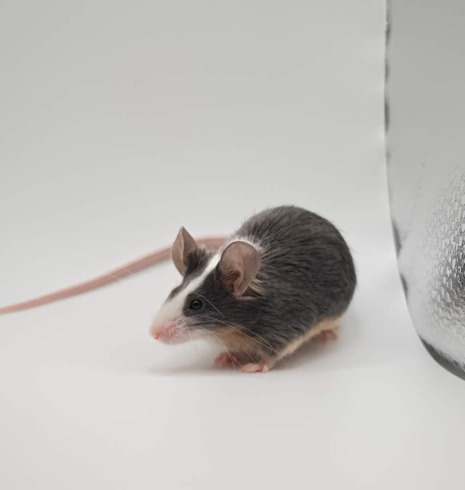 Fancy mouse Breeder Mus musculus 