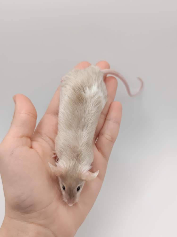 Fancy mouse Breeder Mus musculus 