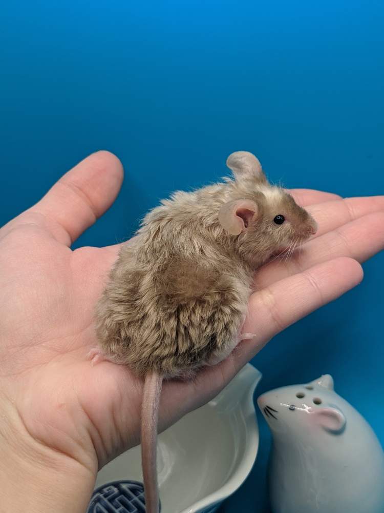Fancy mouse Breeder Mus musculus 