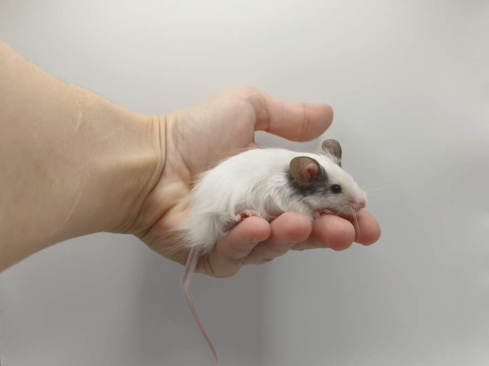 Fancy mouse Breeder Mus musculus 