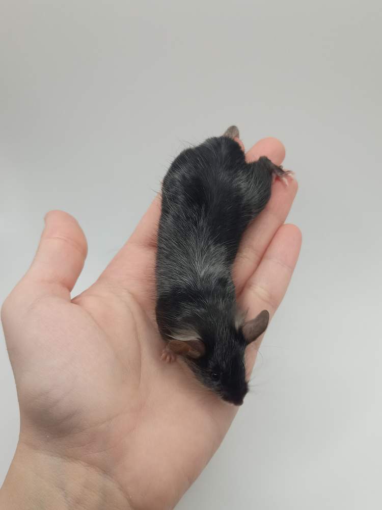 Fancy mouse Breeder Mus musculus 