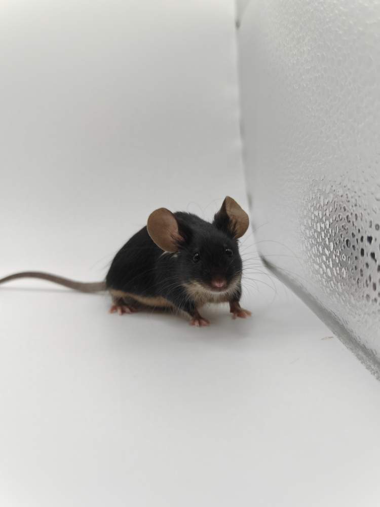 Fancy mouse Breeder Mus musculus 