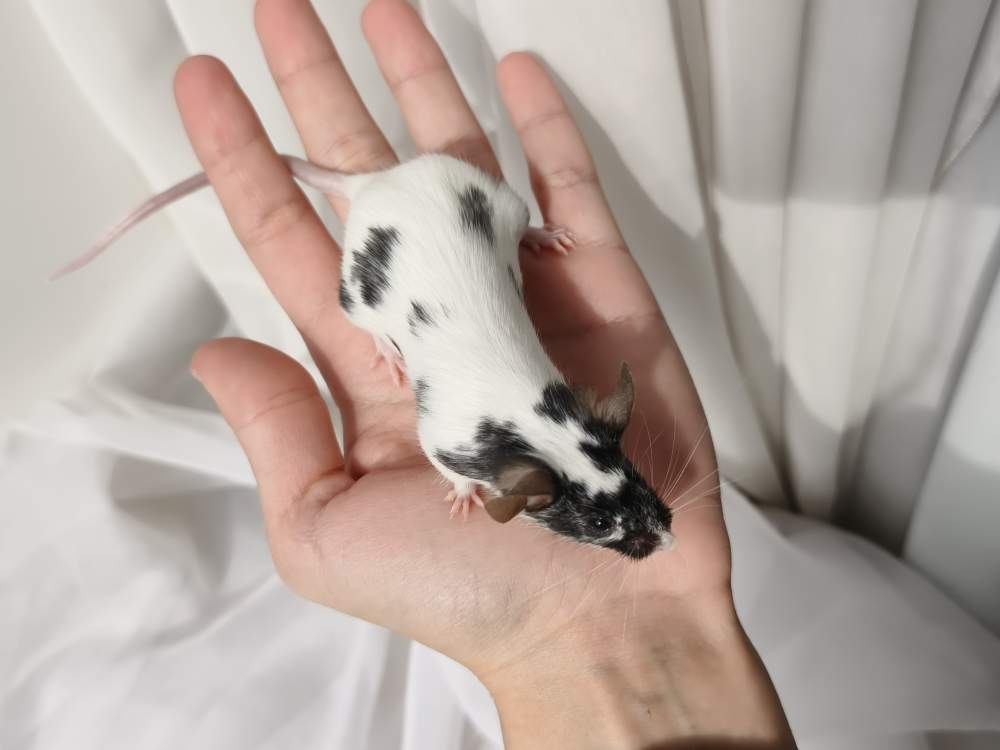 Fancy mouse Breeder Mus musculus 