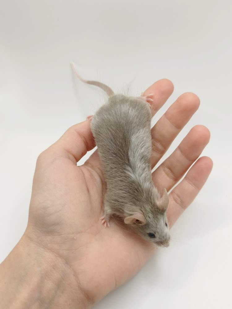 Fancy mouse Breeder Mus musculus 