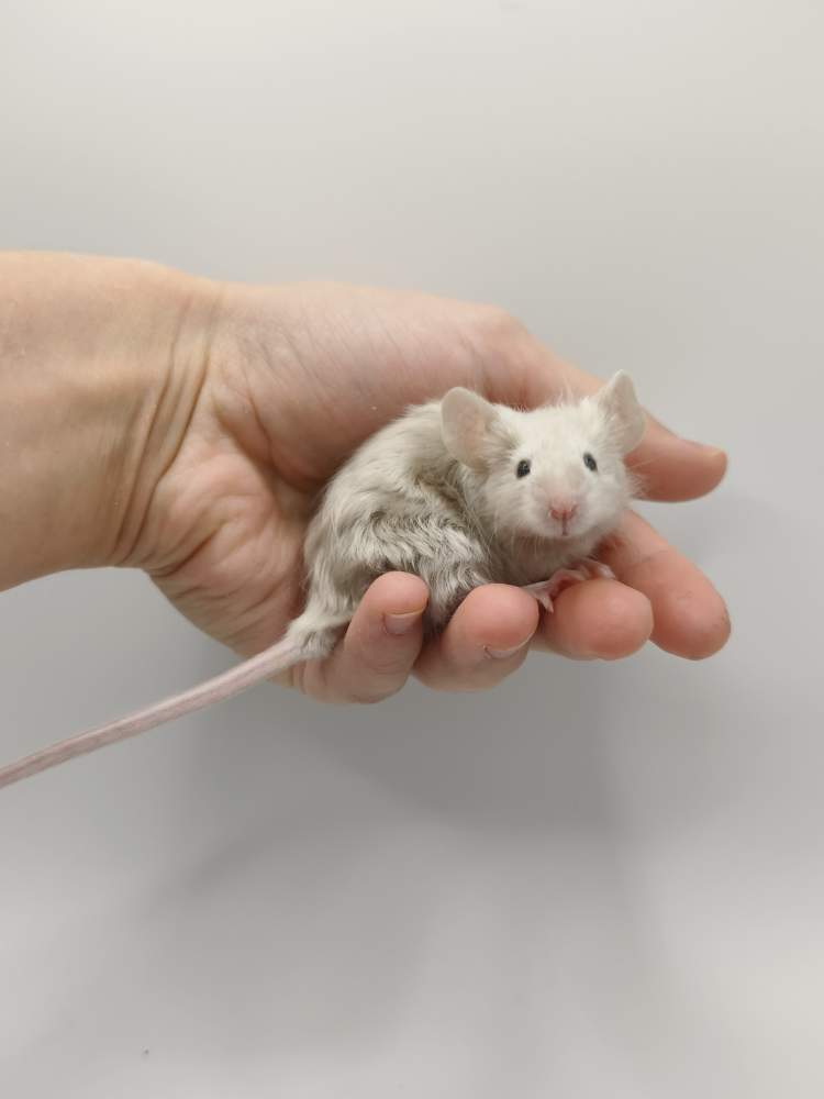 Fancy mouse Breeder Mus musculus 
