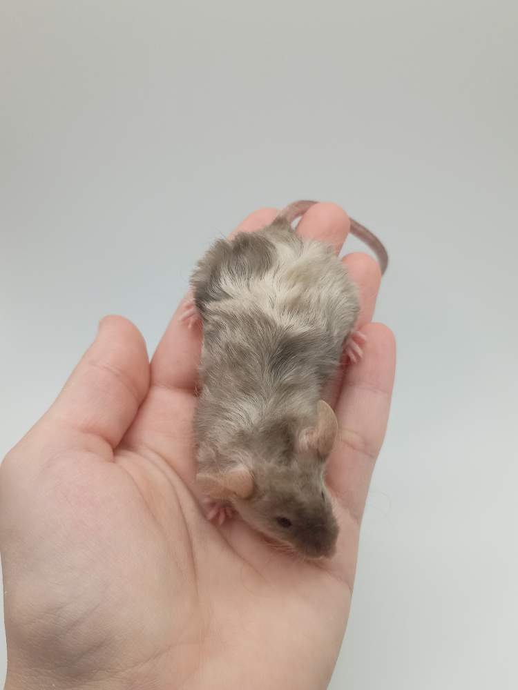 Fancy mouse Breeder Mus musculus 