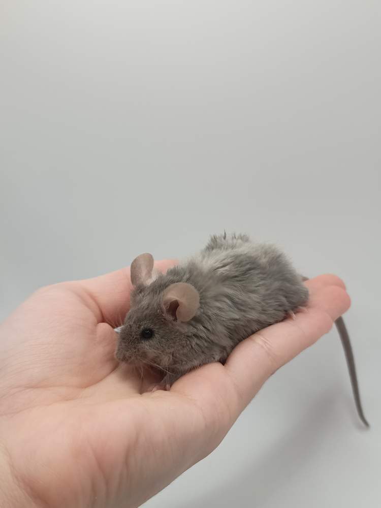Fancy mouse Breeder Mus musculus 