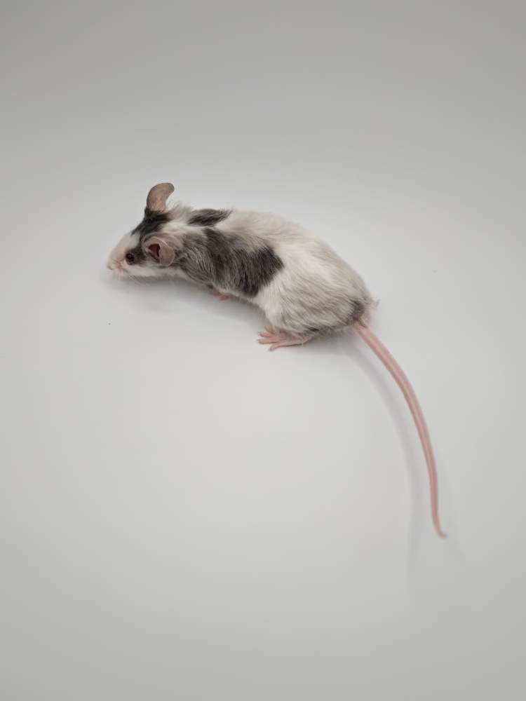 Fancy mouse Breeder Mus musculus 
