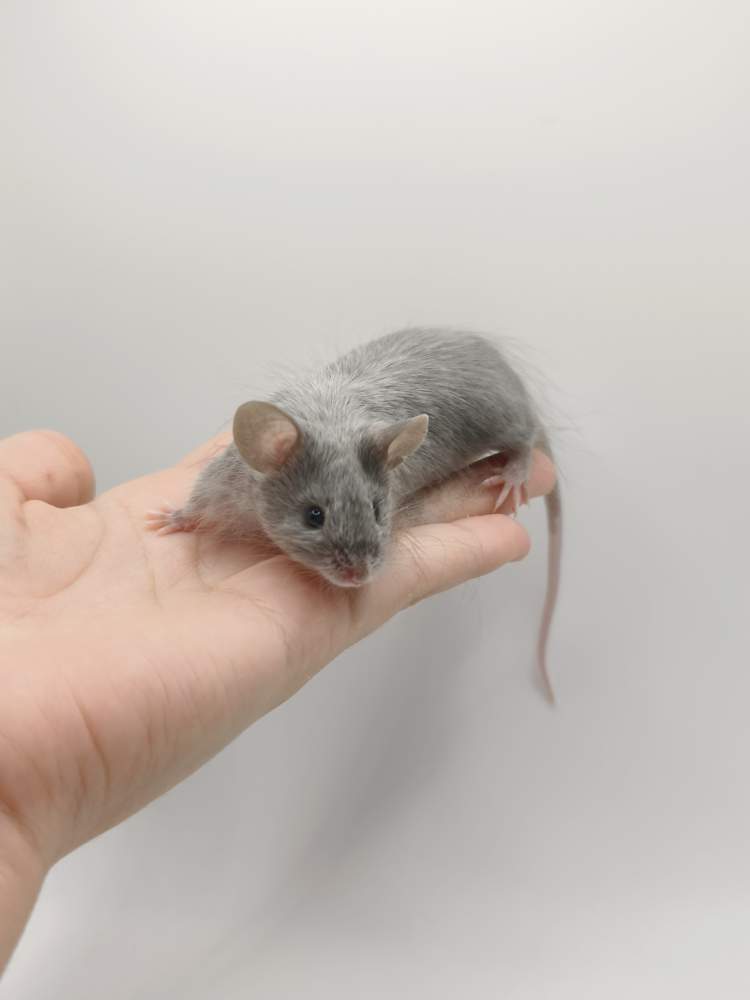 Fancy mouse Breeder Mus musculus 