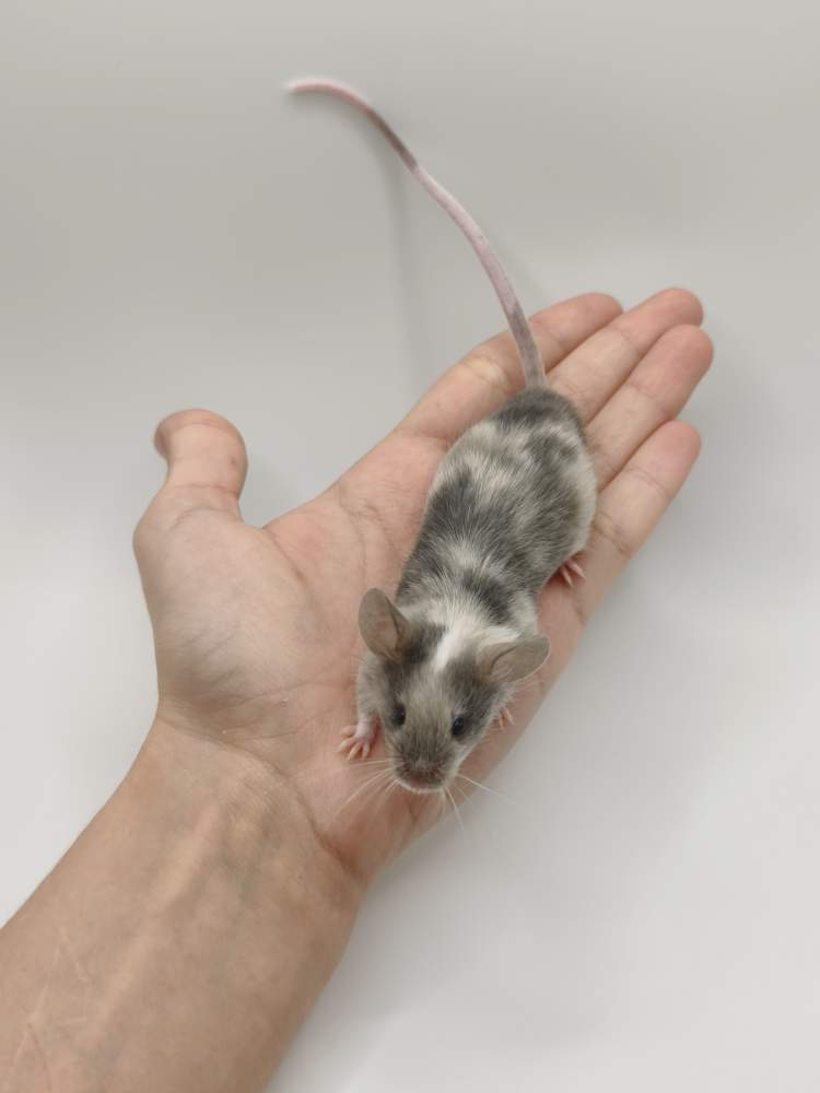 Fancy mouse Breeder Mus musculus 