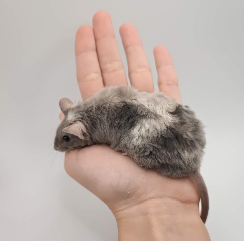 Fancy mouse Breeder Mus musculus 