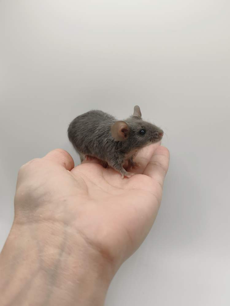 Fancy mouse Breeder Mus musculus 