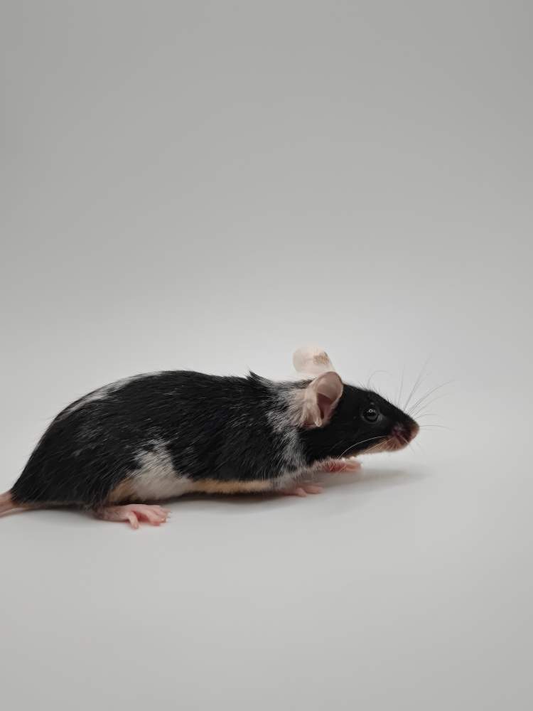 Fancy mouse Breeder Mus musculus 