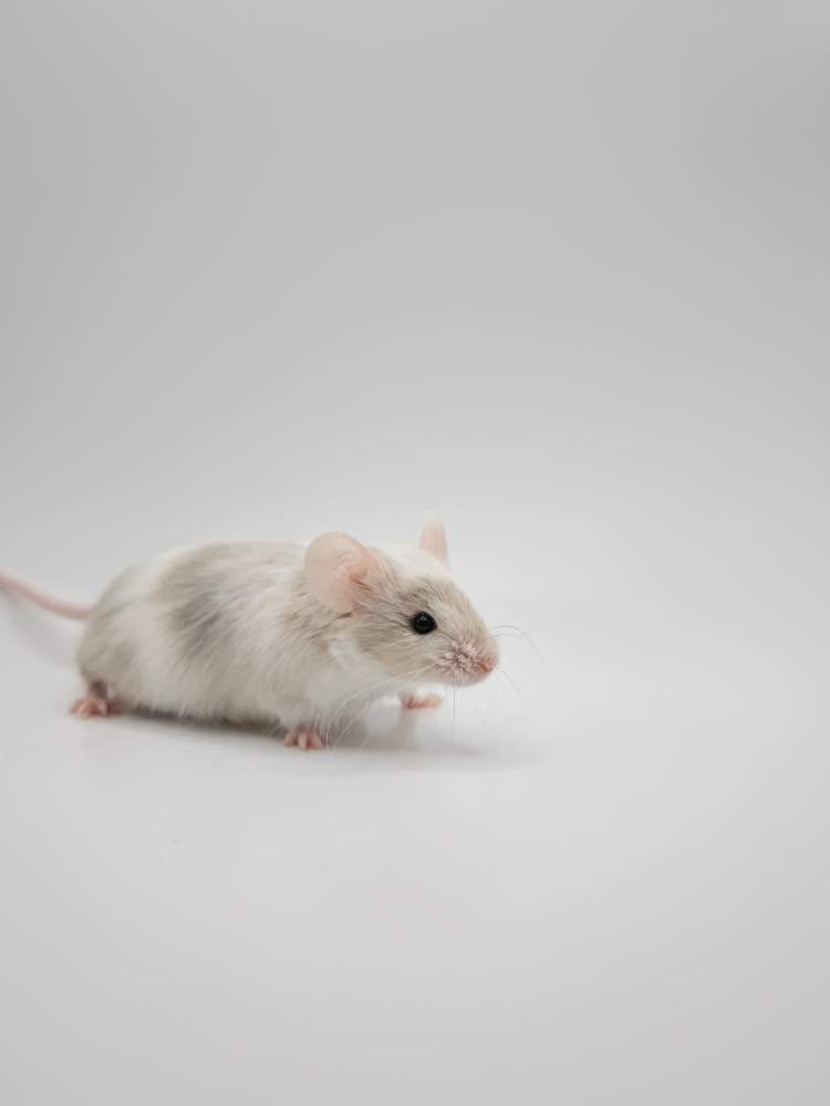Fancy mouse Breeder Mus musculus 