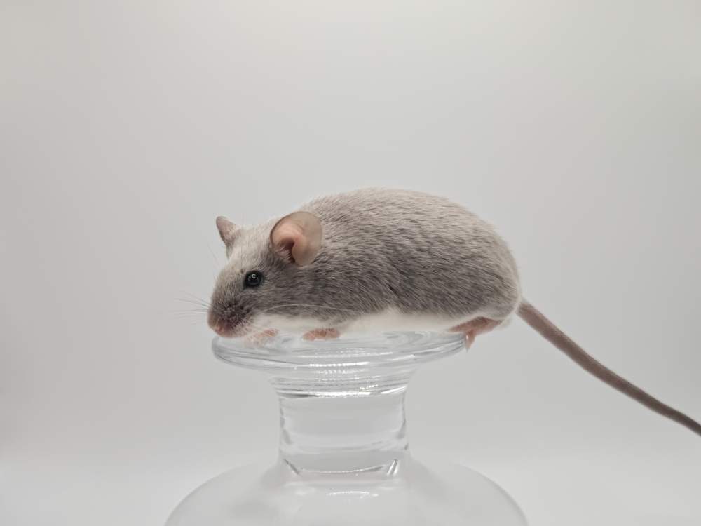 Fancy mouse Breeder Mus musculus 