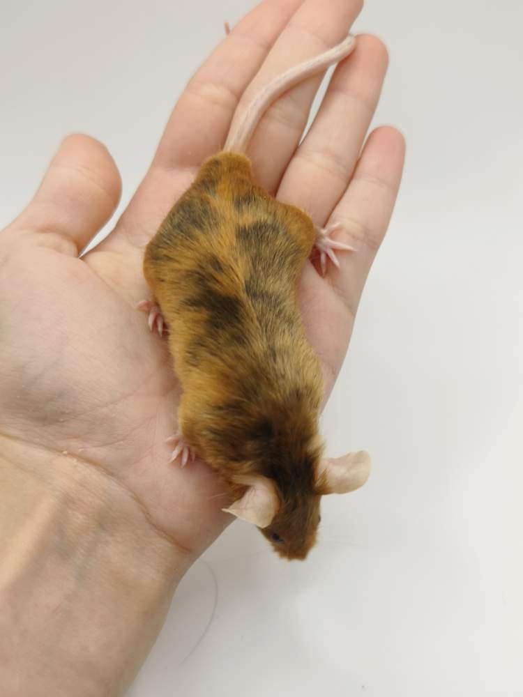 Fancy mouse Breeder Mus musculus 