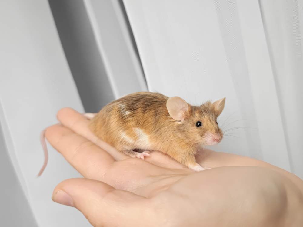 Fancy mouse Breeder Mus musculus 