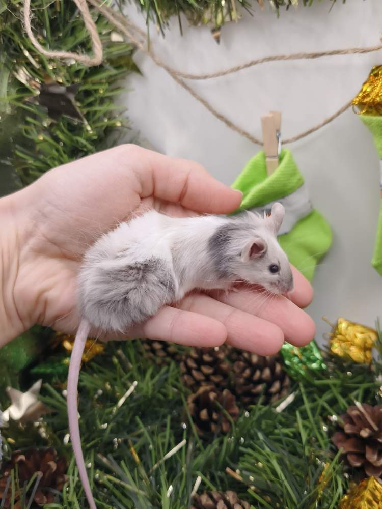 Fancy mouse Breeder Mus musculus 