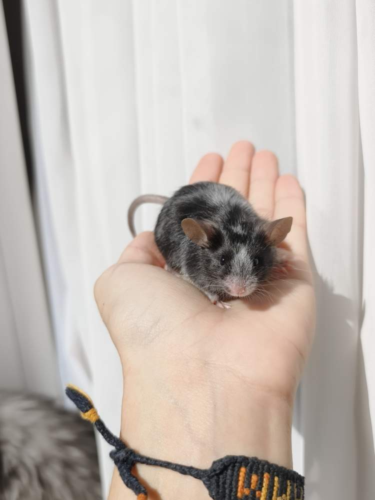 Fancy mouse Breeder Mus musculus 