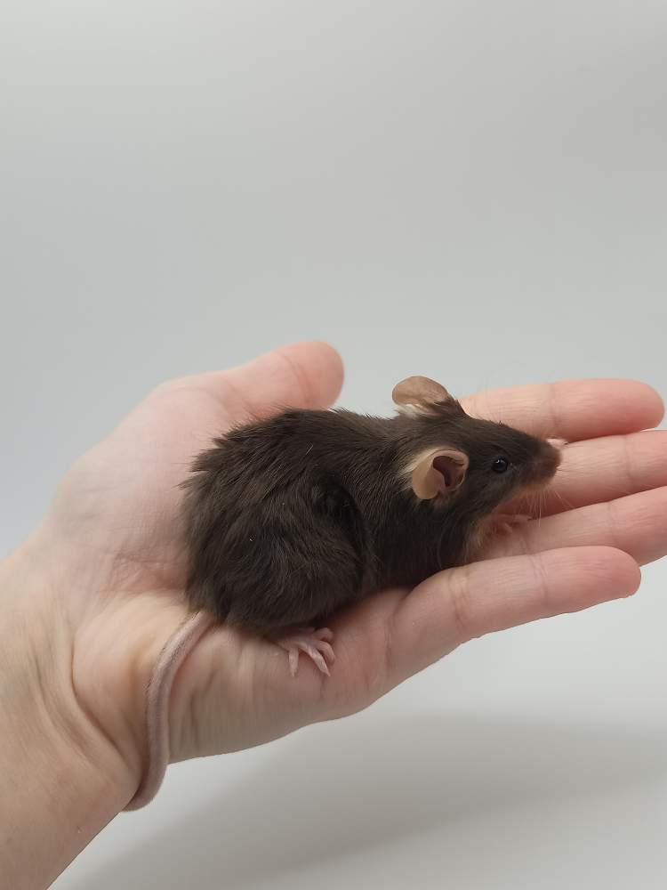 Fancy mouse Breeder Mus musculus 