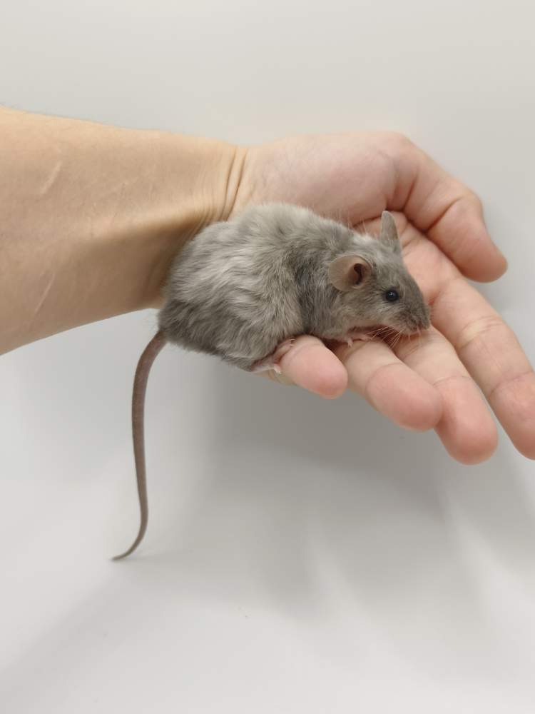 Fancy mouse Breeder Mus musculus 